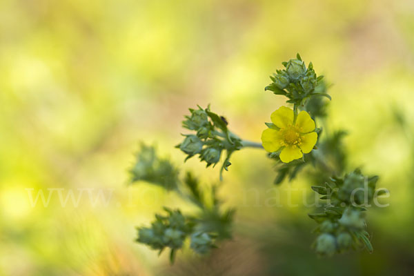 SilberFingerkraut (Potentilla argentea) aus Pflanzen (30778) fokus